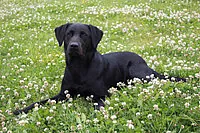 Hund Rumo